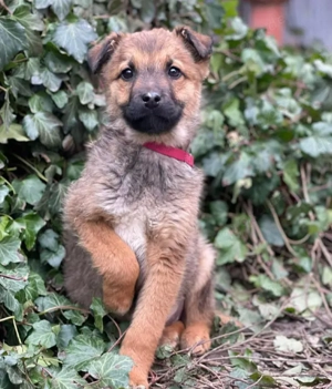 OTTO - Traumzuhause gesucht (wartet in Rumänien)