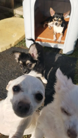 Wunderschöne Chihuahua Welpen 