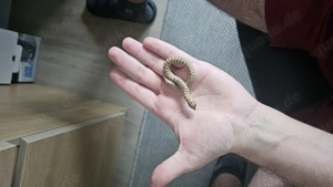 Hakennasennatter Weibchen