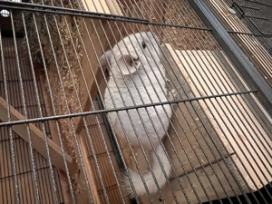 Chinchilla Bock in liebevolle Hände abzugeben. 