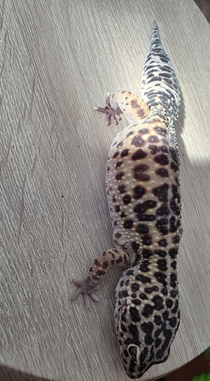 Leopardgecko