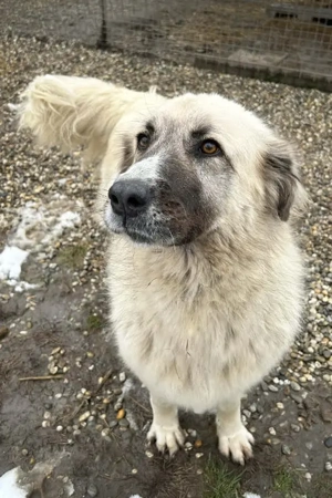 *AYLA* - die ruhige, zaghafte, leinenführige Herdenschutzhündin Mix sucht Kenner ihrer Rasse  Bild 3