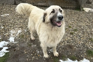 *AYLA* - die ruhige, zaghafte, leinenführige Herdenschutzhündin Mix sucht Kenner ihrer Rasse 