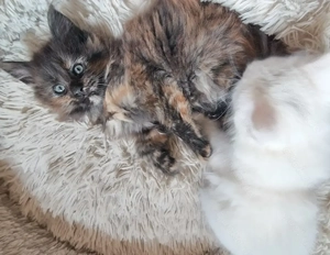    Xxl Poly Maine Coon Kätzchen  o.P.