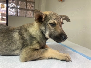 Hannah - darf ich dein Leben ein bischen bunter machen? Bild 7