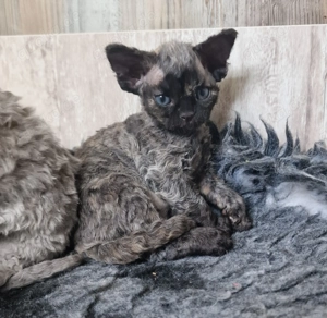 Devon Rex MÄDCHEN können zu Ende April umziehen 