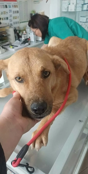 Leo - sind meine Menschen irgendwo da draußen?? Bild 9