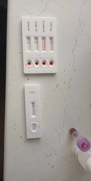 Leo - sind meine Menschen irgendwo da draußen?? Bild 10