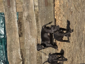 Kleine dreier boy Band sucht sein für immer zuhause 