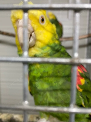 Doppelgelbkopf amazonen Zuchtpaar 9 jährig 