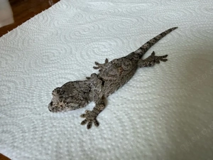 Mniarogekko chahoua Pine Island 0.0.1