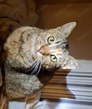 Ella, 1 Jahr, lieb, verschmust und verspielt