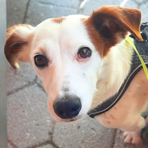 Bimas - ist ruhig&neugierig