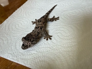 Mniarogekko chahoua Pine Island 0.0.1