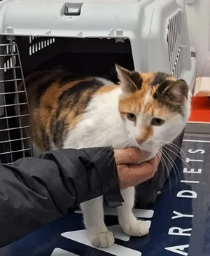 Glückskatze Flor, 1 Jahr, lieb