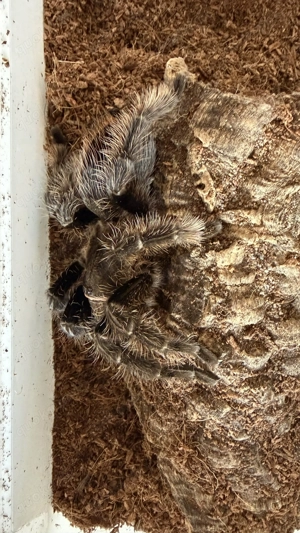 Tliltocatl albopilosus ( Brachypelma albopilosum )   Adultes Weibchen Abzugeben