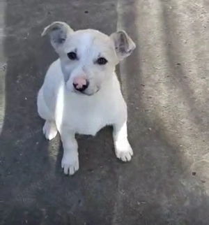 Welpe Ida, 4 Monate, wird ca. 50 cm