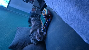 Kater sucht neues Zuhause 