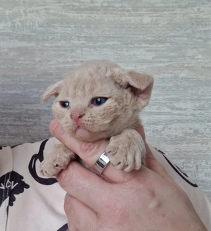 Hübsche Devon Rex Katerchen suchen zu Anfang Mai ihre Familie 