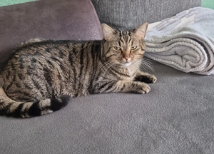 Kater sucht neues Zuhause 