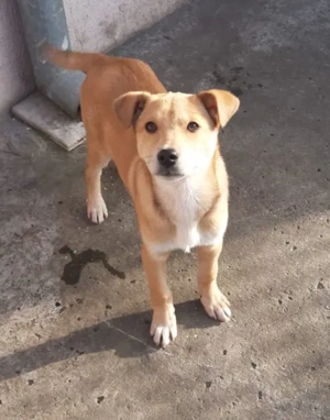 Eddi, 5 Monate, lieb, wird ca. 55 cm