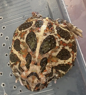 Pacman ( Ceratophrys ornata )