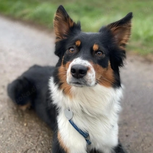 Elsa - eine sensible Hündin 