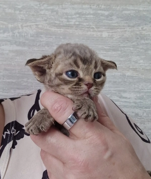 Hübsche Devon Rex Katerchen suchen zu Anfang Mai ihre Familie 