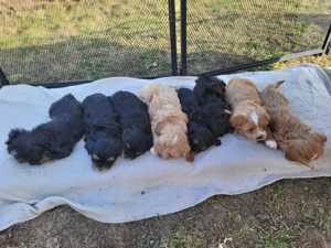 Cavapoo Haverneser Welpen