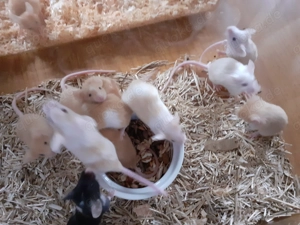 Farbmäuse - Mädels - Jungtiere