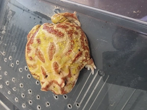 Pacman ( Ceratophrys ornata )