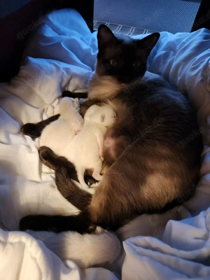 Jetzt schnell sein und reservieren    Bild 9