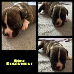 OEB-Boxer-Mix-Welpen Bild 7