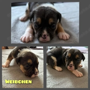 OEB-Boxer-Mix-Welpen Bild 2