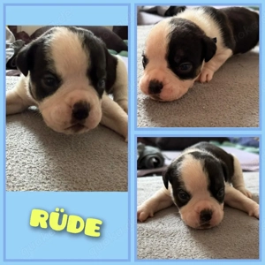 OEB-Boxer-Mix-Welpen