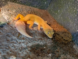 Leopardgecko und Blauschwanz-Stachelleguan abzugeben