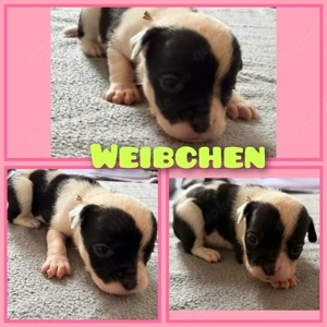 OEB-Boxer-Mix-Welpen Bild 5