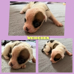 OEB-Boxer-Mix-Welpen Bild 3
