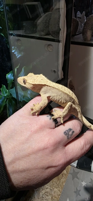 Kronengecko Weibchen 