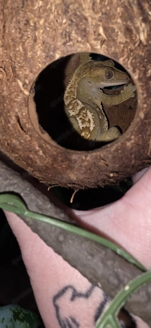 Kronengecko Weibchen 