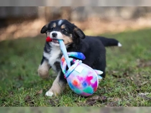 Mini Australian Shepherd Welpen