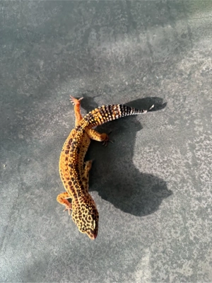 leopardgecko 0.1 