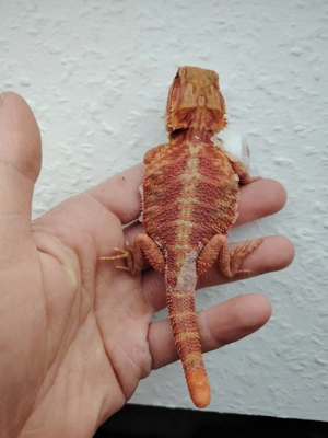 Farbbartagamen Bock 09 25 in gute Hände ab zu geben 