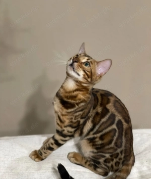 Bengalkatze