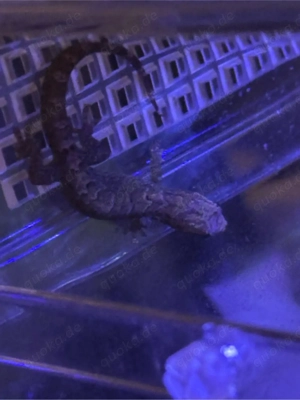 Jungferngecko Lepidodactylus lugubris 