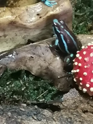 Epipedobates Rio saladillo 