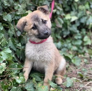 ELSA - ist bereit für ihr Abenteuer (wartet in Rumänien)