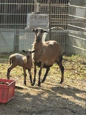 Kamerunschaf mit bocklamm