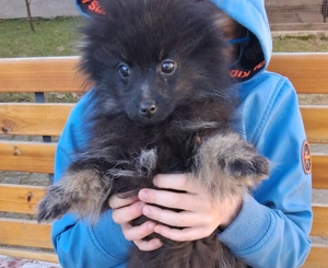 Zwergspitzwelpe 4 Monate 