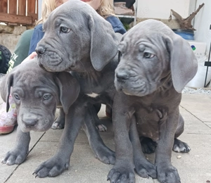 Reinrassige Cane Corso Welpen in blue line ab sofort abgabebereit